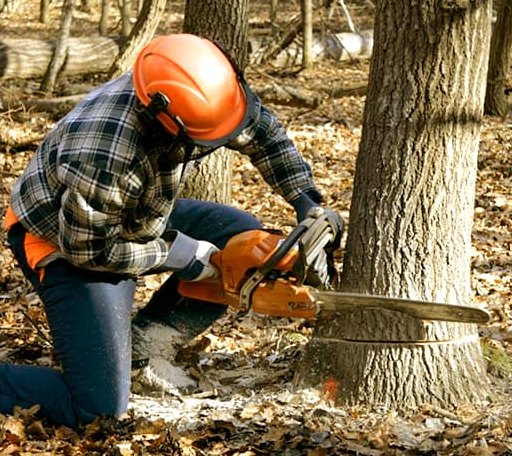 Tree Removal in Kendall, KS